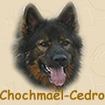 Chochmaël-Cedro net 5 jaar oud